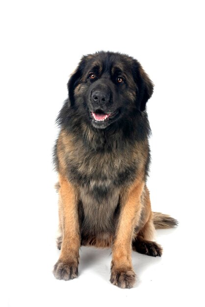 mannelijke Leonberger in de studio