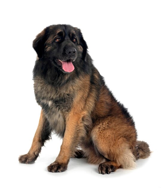 mannelijke Leonberger in de studio