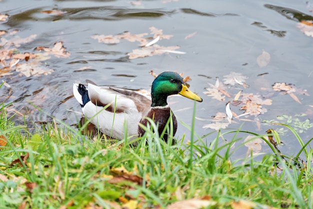 Mannelijke Mallard Duck, platyrhynchus van Ana, in de herfstmeer.