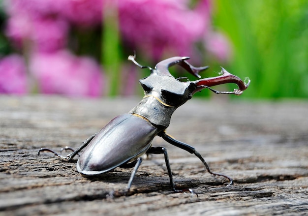 Mannelijke mannetjeskever met lange en scherpe kaken in wild bos