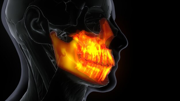 Mannelijke Maxilla Bone Skull Anatomie 3d illustratie