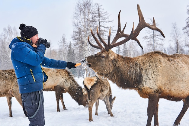 Mannelijke natuurfotograaf bereidt zich voor om een foto van een hert te maken door hem met wortelen te lokken