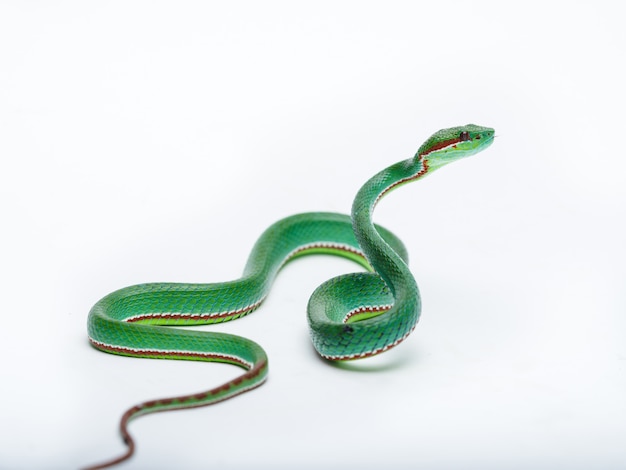 Foto mannelijke paus pit viper (trimeresurus popeorum)