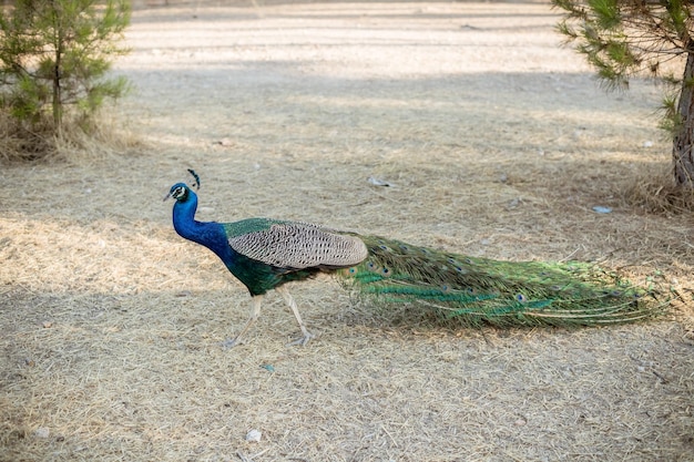 Mannelijke pauw in het natuurpark Kleurrijke mooie pauw in het bos Veelkleurige pauw in natuurlijke habitat Blauwe mannelijke pauw die op de grond rust