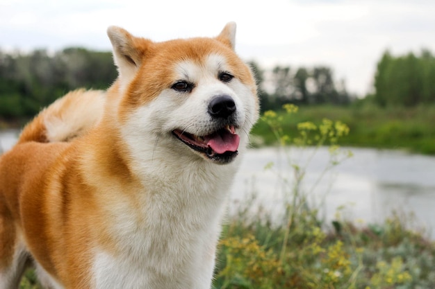 Mannelijke rasechte Japanse hond Akita inu