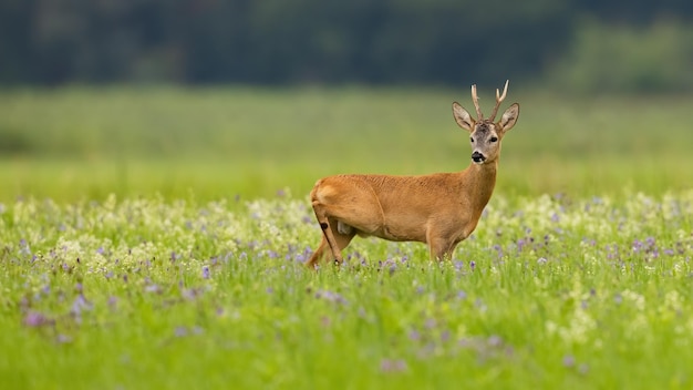 Mannelijke reeën die in de zomer van de natuur staan en over de schouder terugkijken