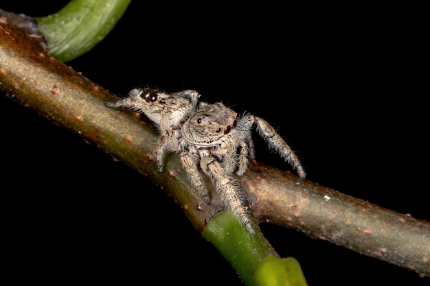 Mannelijke springspin van het geslacht Metaphidippus