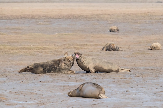 Mannelijke stier grijze zeehond tijdens het vechten