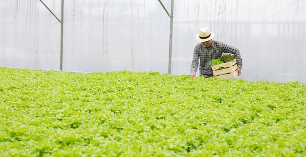 Mannelijke tuinders verzamelen biologische groenten die zijn geoogst op de groenteboerderij Hydroponics.