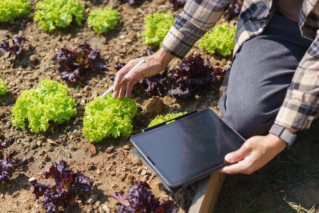 Mannelijke tuinman die tablet en zorgzame groente vasthoudt om de groeisla in de eigen tuin te controleren