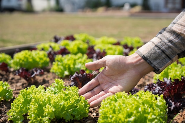 Mannelijke tuinman die tablet vasthoudt om groenten te controleren en tuinieren om sla in de eigen tuin te verzorgen