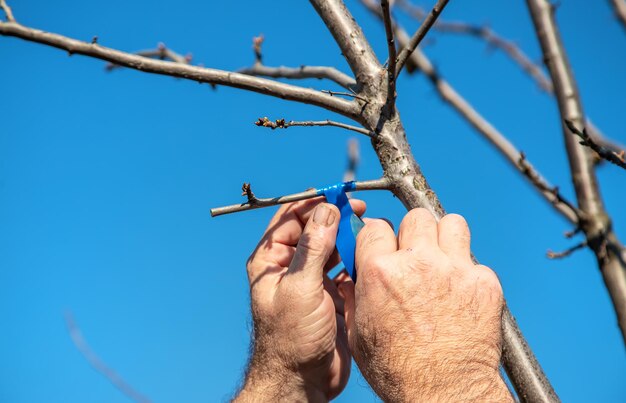 Mannelijke tuinman ent bomen Selectieve focus