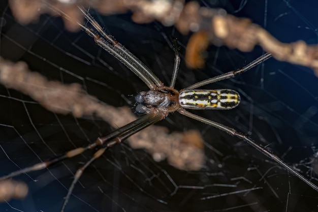 Mannelijke volwassen gouden zijdespin van de soort Trichonephila clavipes