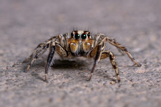 Mannelijke volwassen pantropische springspin van de soort plexippus paykulli