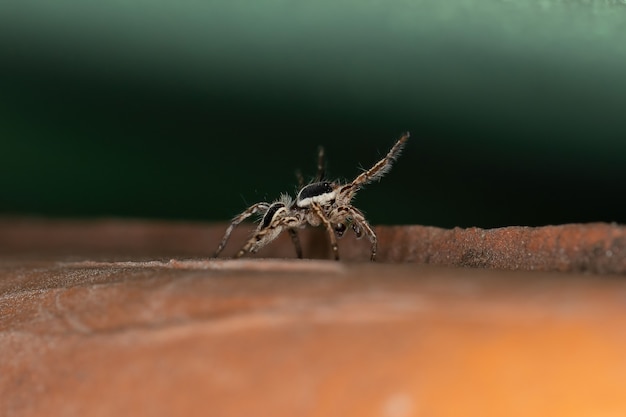 Mannelijke volwassen pantropische springspin van de soort Plexippus paykulli