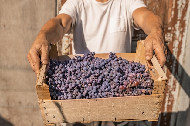 mannelijke wijnboer houdt een houten kist vol met geoogste druiven naar voren