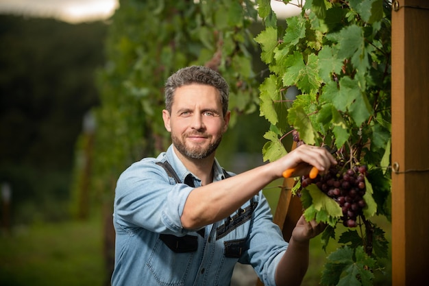 Mannelijke wijnbouwer die wijnstokken snijdt met een tuinschaar