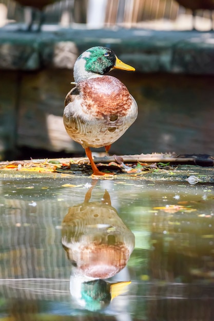 Mannelijke Wilde eend of het ploeteren eend die zich op één been met bezinning bevinden, Thailand