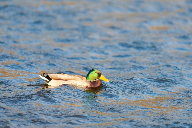 Mannelijke wilde eend watervogels die in vijver of rivier ploeteren