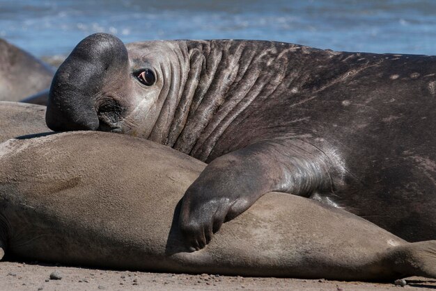 Mannelijke zeeolifant Schiereiland Valdes Patagonië Argentinië