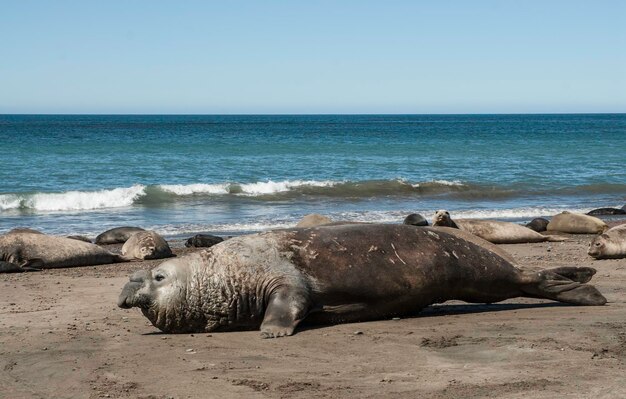 Foto mannelijke zeeolifant schiereiland valdes patagonië argentinië