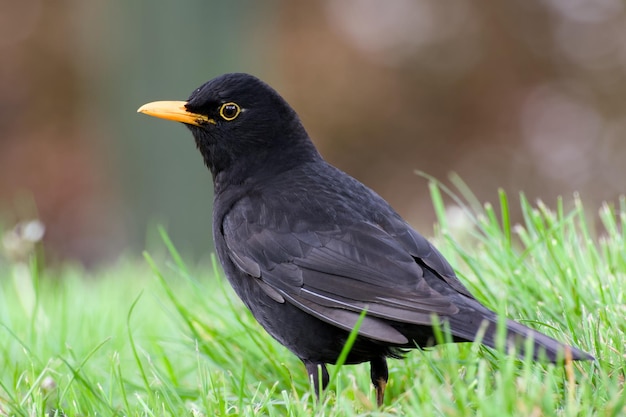 Foto mannelijke zwarte vogel op een zonnige dag close-up