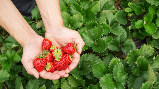 Mannen kiezen een rood aardbeifruit.