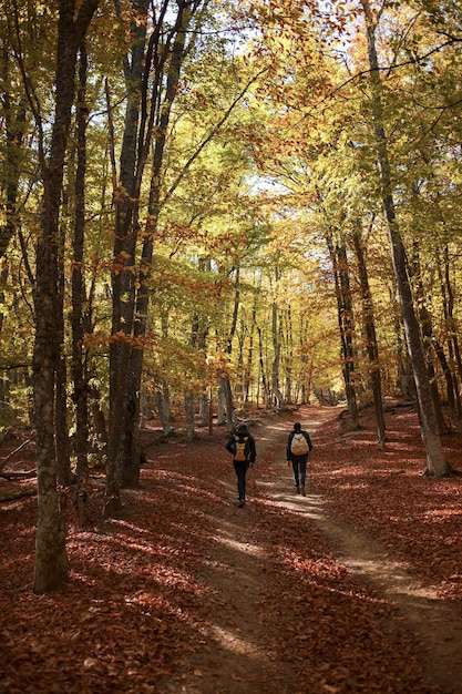 Mannen lopen het magische zonnige boslandschap in met kleurrijke herfstbladeren