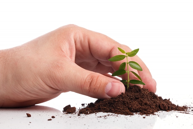 Mannenhand met een groene spruit