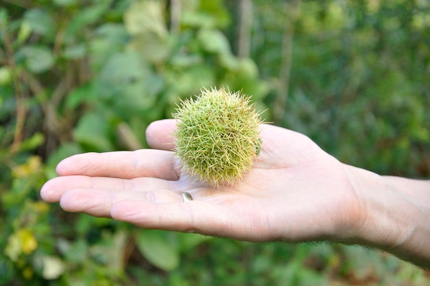 Mannenhand met een kastanje in zijn capsule