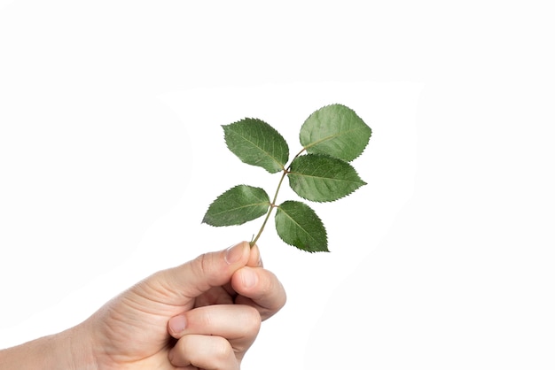 Mannenhand met groen blad