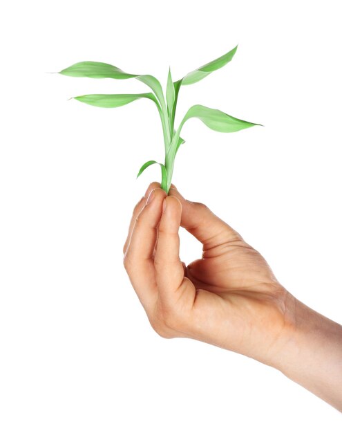 Mannenhand met groene plant geïsoleerd op wit