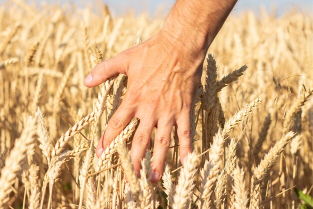 Mannenhand raakt de oren van tarwe of gerst op het veld. Goed oogstconcept, granen, natuurlijk product.