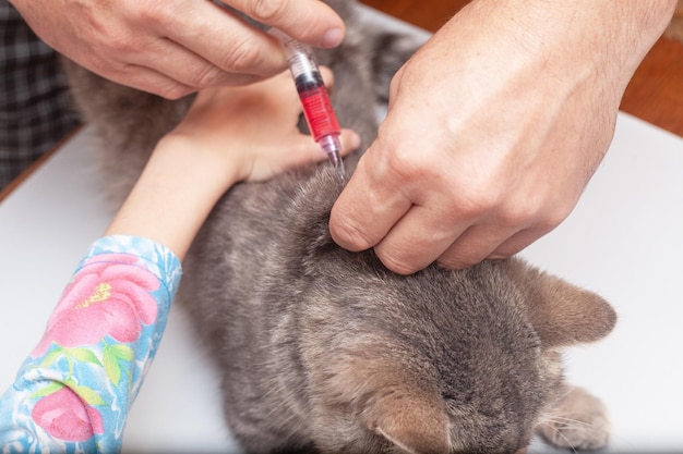 Mannenhanden met een injectiespuit thuis bij een kat Kinderhanden kalmeren het dier