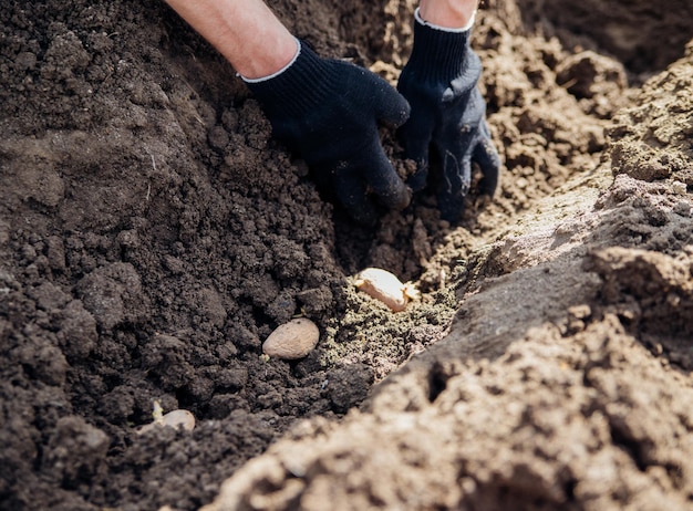 Mannenhanden planten aardappelknollen in de grond Vroege voorjaarsvoorbereiding voor het tuinseizoen Biologische groenten kweken