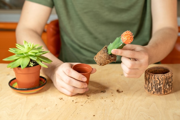 Mannenhanden transplanteren een cactus in een nieuwe pot.