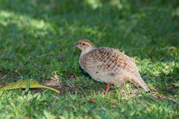 Mannetje Grijze Frankolijn, Francolinus pondicerianus