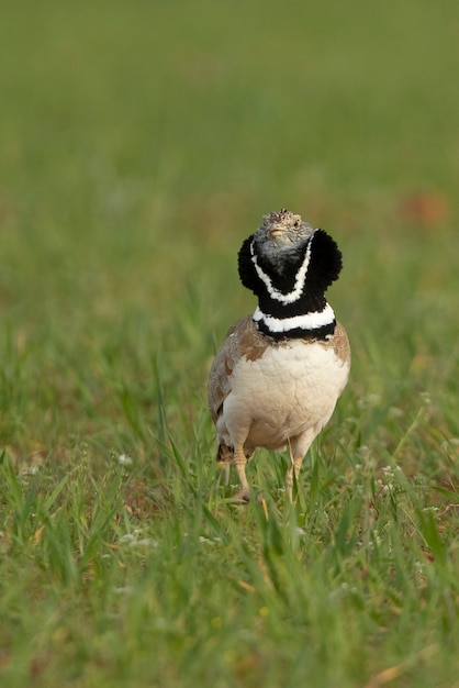 Mannetje kleine trap presteert in hitte verkering door te dansen en te springen in zijn broedgebied in een steppe in midden-spanje