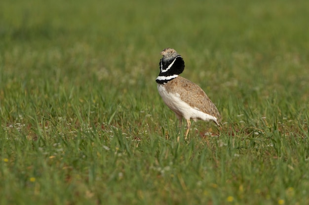 Mannetje Kleine trap presteert in hitte verkering door te dansen en te springen in zijn broedgebied in een steppe in Midden-Spanje