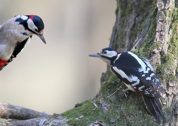 Mannetje twee van grote bonte specht zit op de bosvoeder