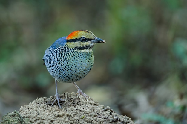 Mannetje van blauwe pitta (Pitta-cyanea) in aard, Thailand