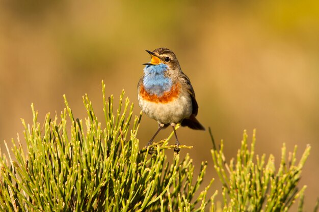 Mannetje van de Blauwborst zingt met het verenkleed van de paartijd, vogels, zangvogels, Luscinea svecica