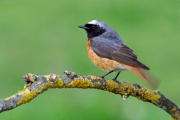 Mannetje van gewone roodstaart met de laatste lichten van de middag, vogels, Phoenicurus phoenicurus