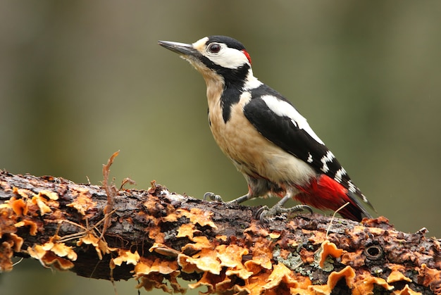 Mannetje van grote bonte specht, vogels, specht, dieren, Dendrocopos major