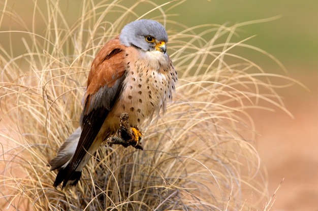 Mannetje van Kleine torenvalk, valk, vogels, roofvogel, havik, Falco naunanni