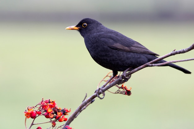 Mannetje van Merel, vogels, Turdus-merula