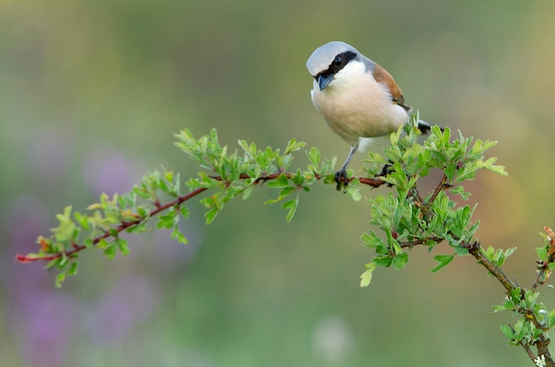 Mannetje van Roodrugklauwier. Lanius collurio