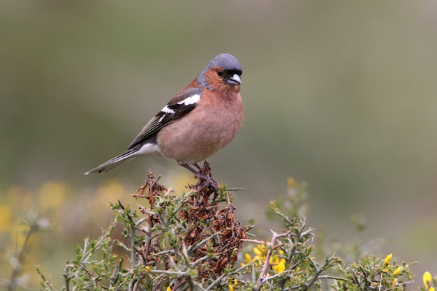 Mannetje van vink, vogels, zangvogel, vink, fringilla coelebs