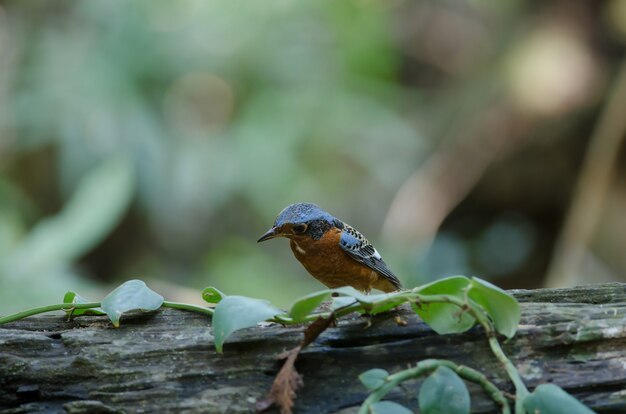 Mannetje van white-throated Rotslijster (Monticola-gularis) in aard Thailand