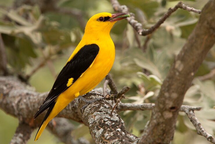 Mannetje van Wielewaal, zangvogel, Oriolus oriolus